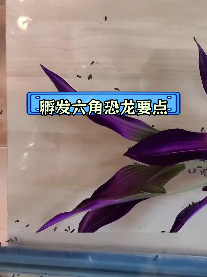 六六宝宝孵化全攻略