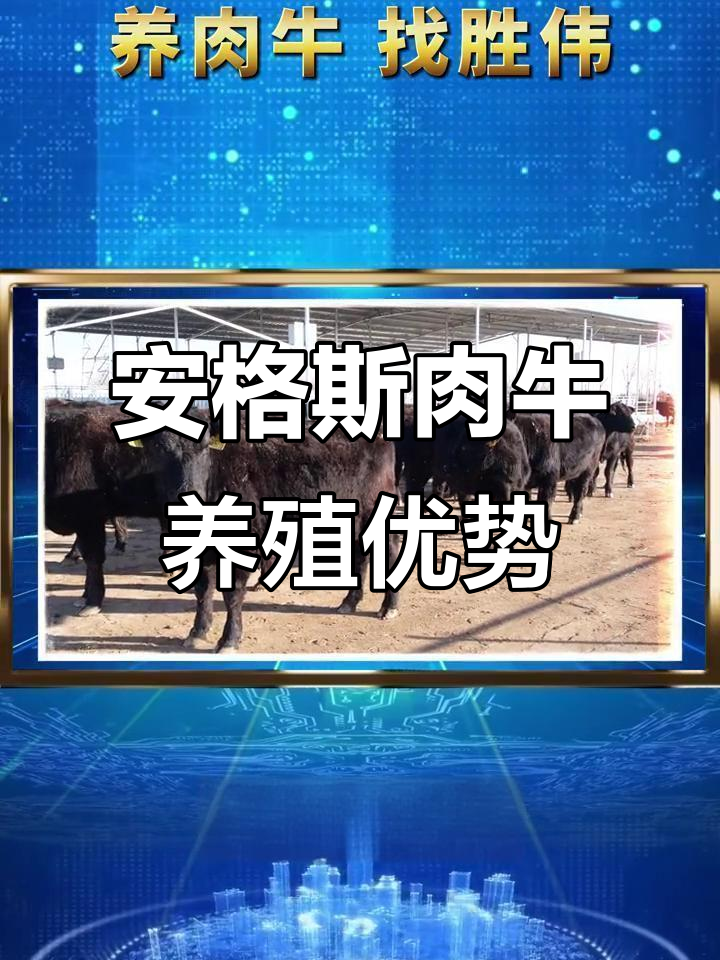 选择安格斯肉牛,养殖更高效