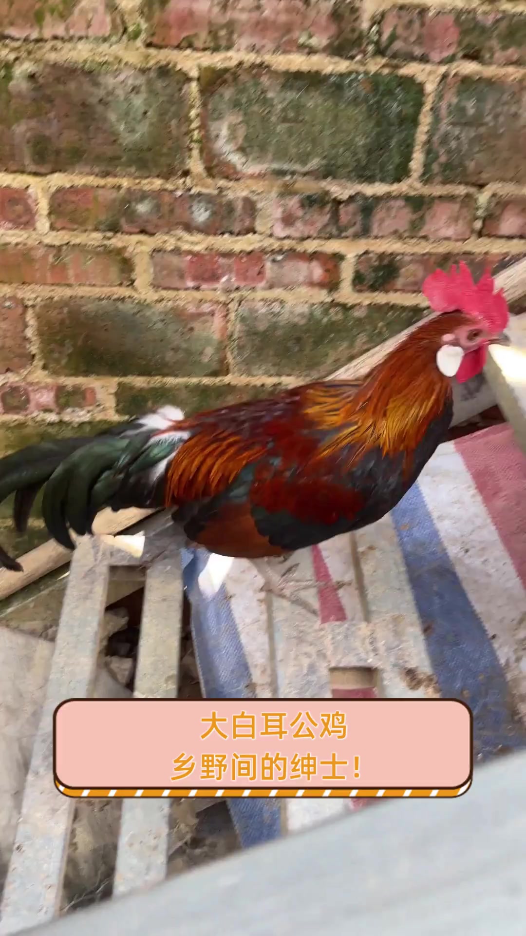 大白耳公鸡,乡野间的绅士!