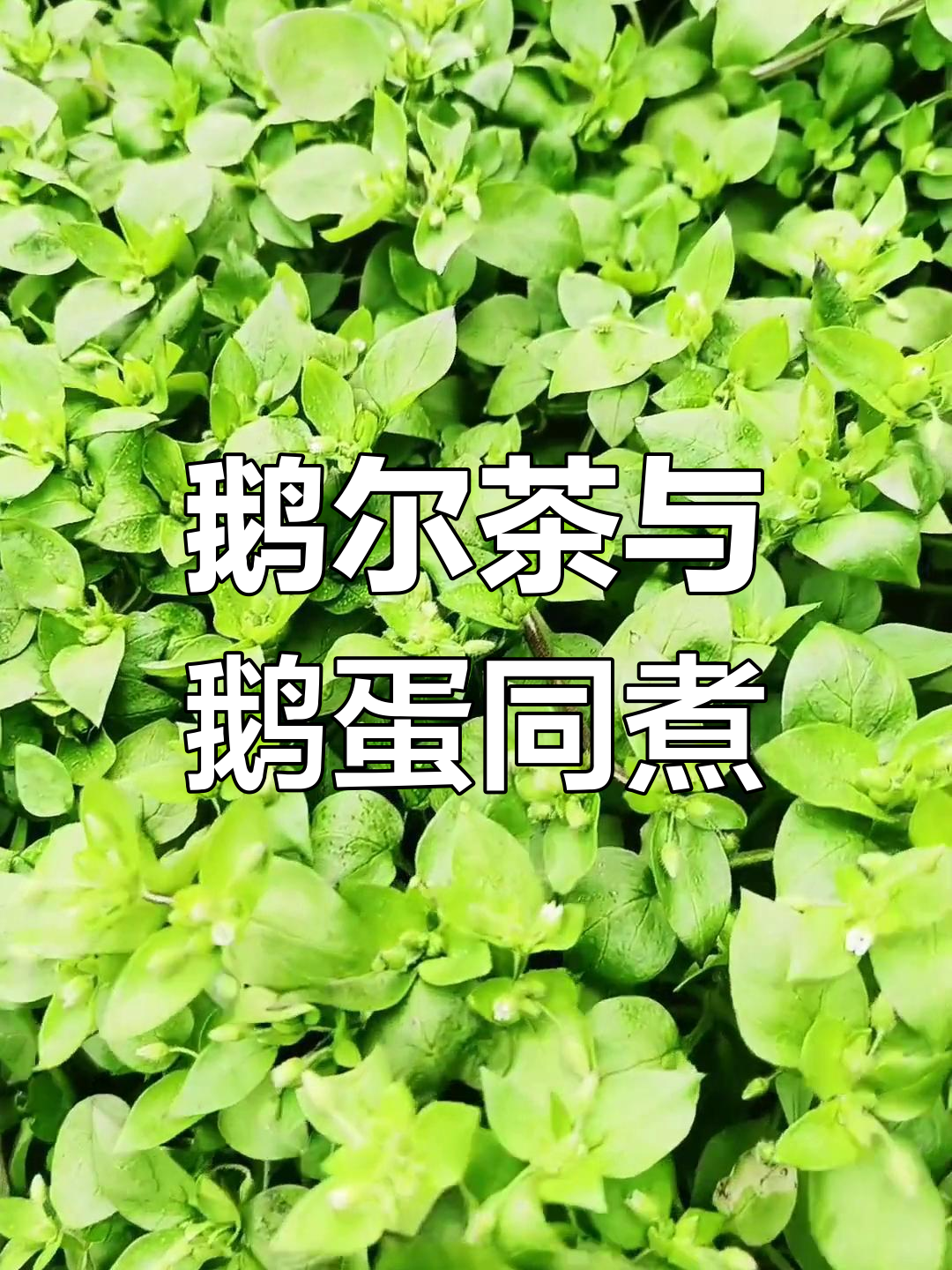 鹅儿草煮蛋,农村生活小妙招