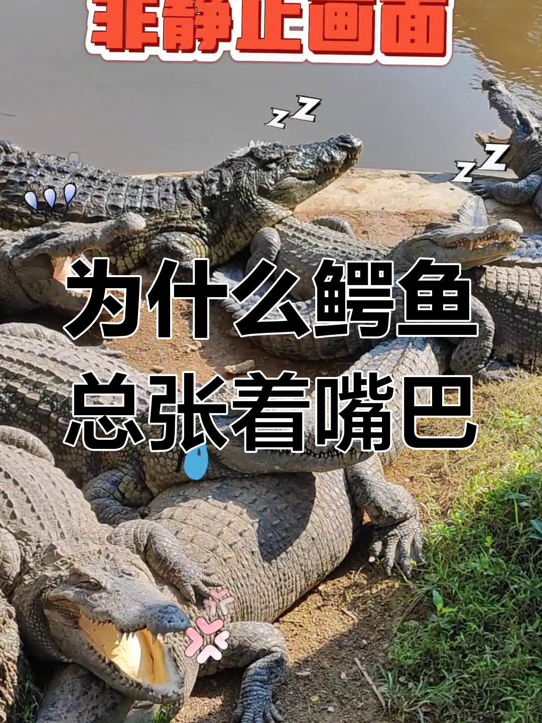 鳄鱼张嘴不动?原来是这个原因,冬季晒太阳提高体温