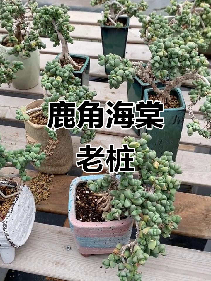 鹿角海棠老桩盆景,独特造型与多肉魅力