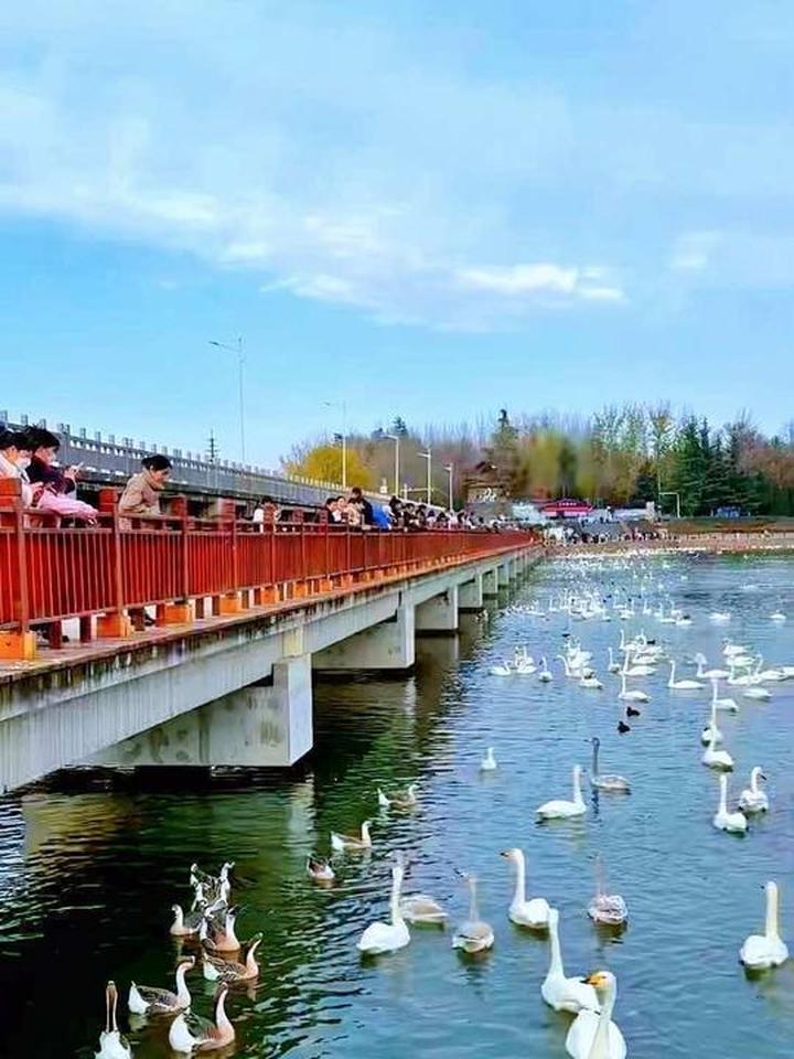 美丽的三门峡天鹅湖，邂逅天鹅之城的冬日浪漫