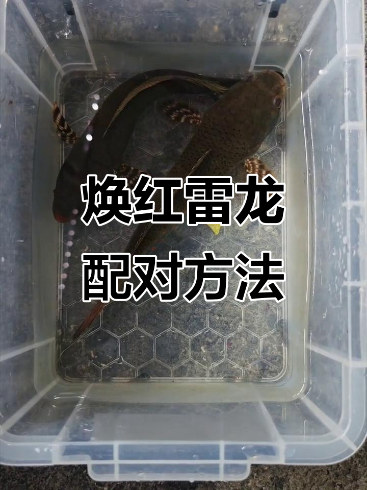幻红雷龙鱼公母分辨技巧,轻松搞定!
