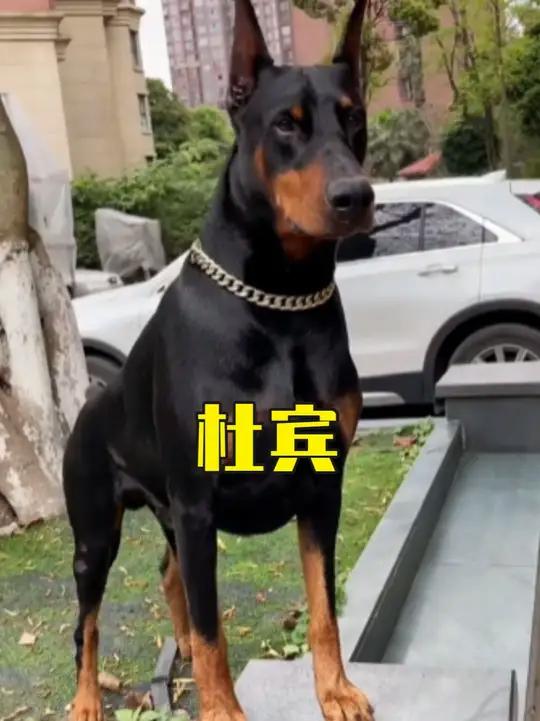 海南文昌海豹阿侬,被摩羯台风吹来,被渔民用鲜鱼喂成大海猪