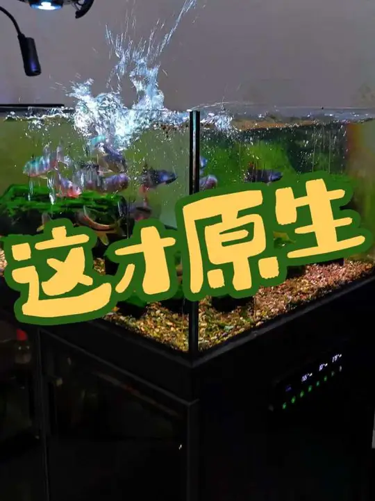 溪流缸里养原生鱼宽鳍鱲，打造鱼缸里的大自然