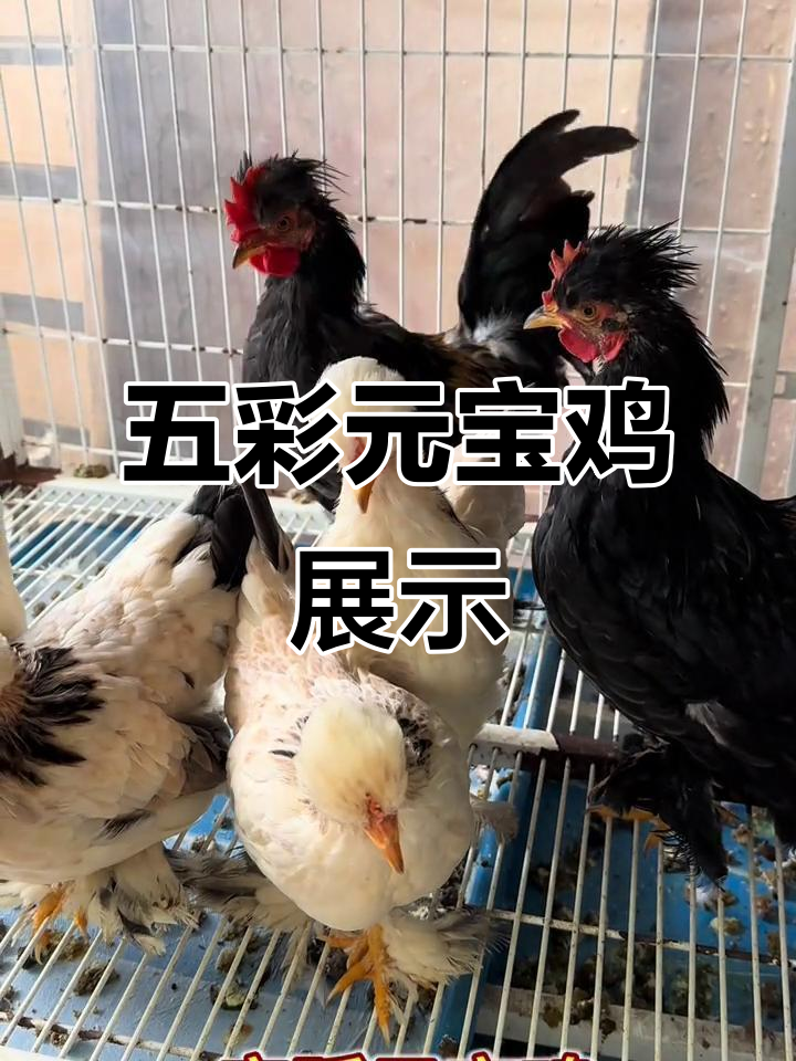 宫廷元宝鸡大揭秘,五彩缤纷的宠物魅力