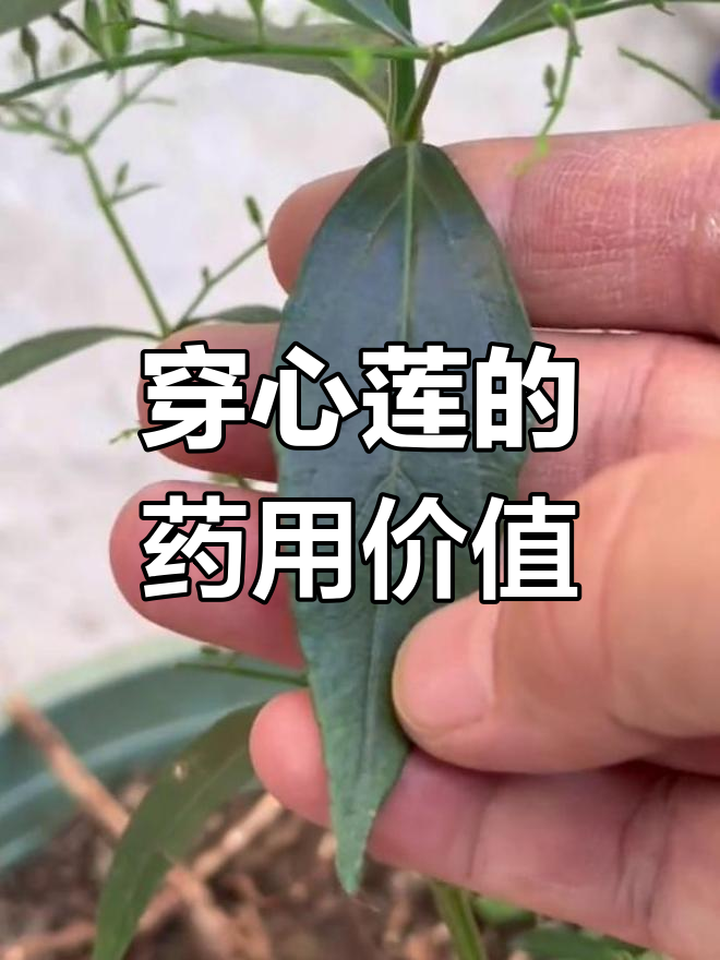 穿心莲:苦胆草的神奇功效