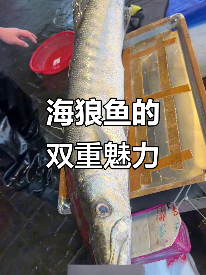 海狼鱼,丑陋却美味,尖牙令人胆寒