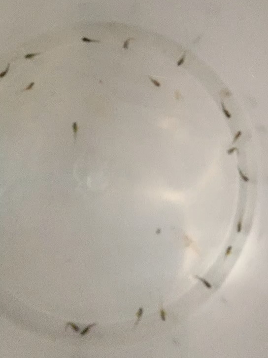 孔雀鱼生宝宝,大部分死胎,为什么呢?