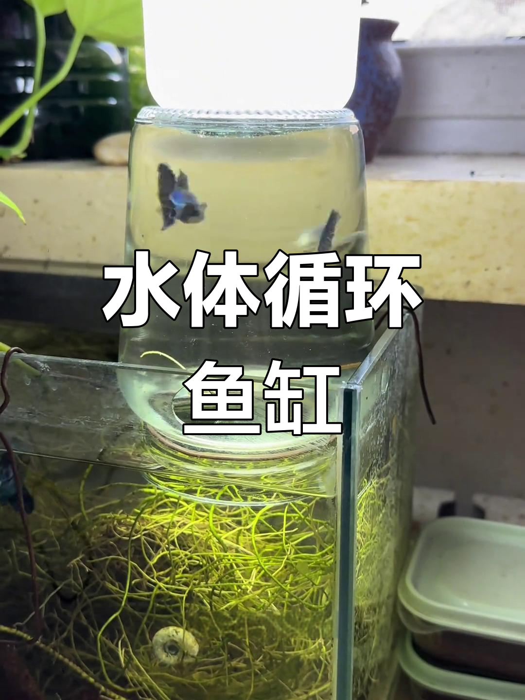 零成本打造悬浮鱼缸,水体循环让鱼儿自由游动!