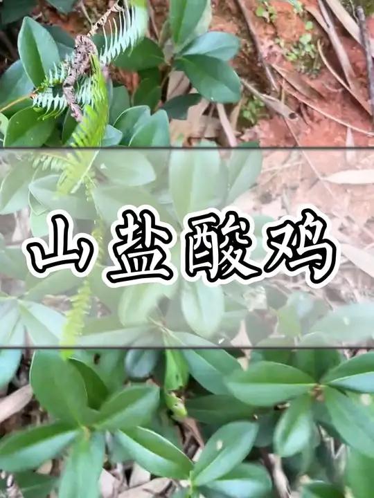 这种青草叫山盐酸鸡
