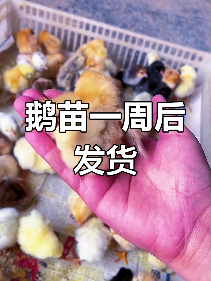 三鸟孵化场第二批鹅苗即将出壳,仅接受预定