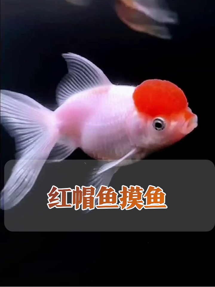 红顶金鱼水中游,像极了社恐上班摸鱼的我