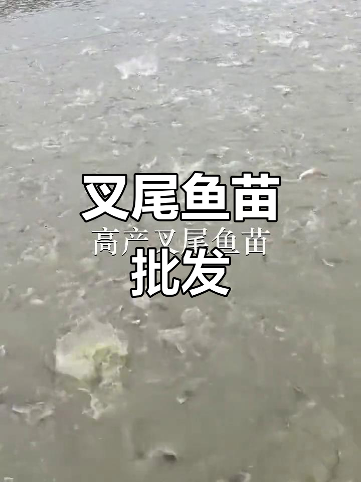 优质叉尾鱼苗,批发供应,深圳、惠州多地可放生