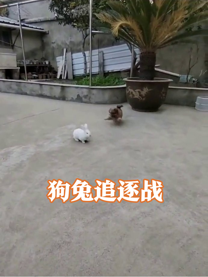 小狗追兔子追出表情包!兔子:你礼貌吗?