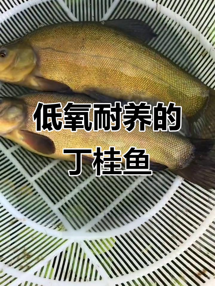 丁桂鱼:低氧不挑水质,养殖前景超乎想象