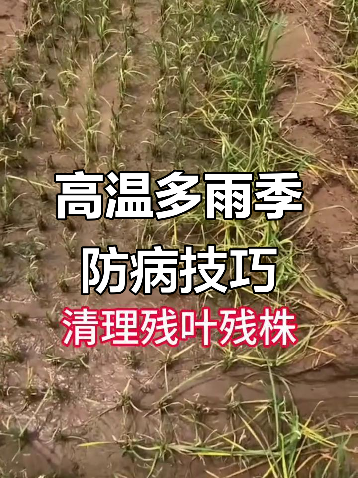 韭菜病害频发,高温高湿季节如何正确防治?