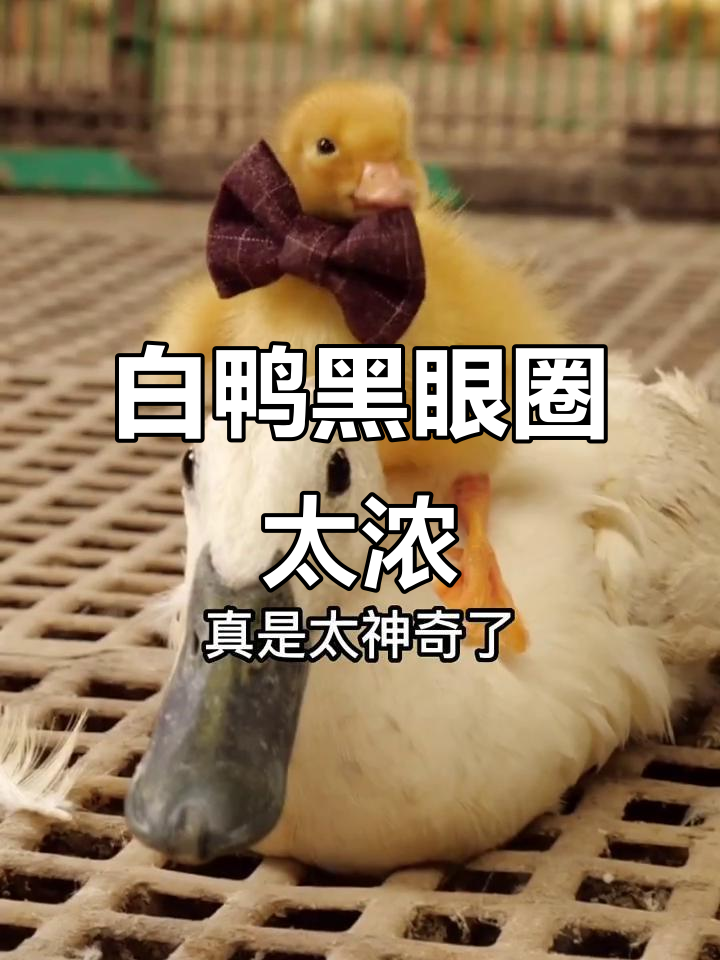 连城白鸭的黑眼圈比熊猫还重,真是萌宠界的“大熊猫”