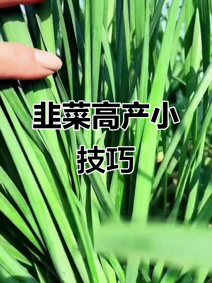 韭菜增产秘诀:这个小东西让茎叶更粗壮,效果惊人