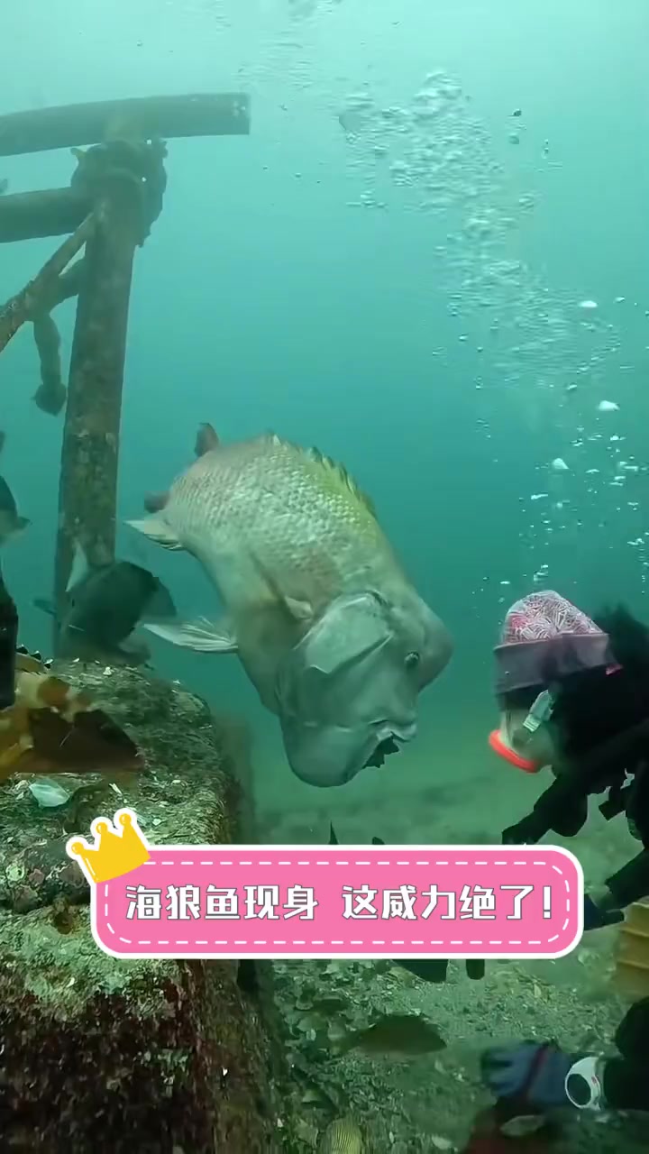 海狼鱼现身,这威力绝了!