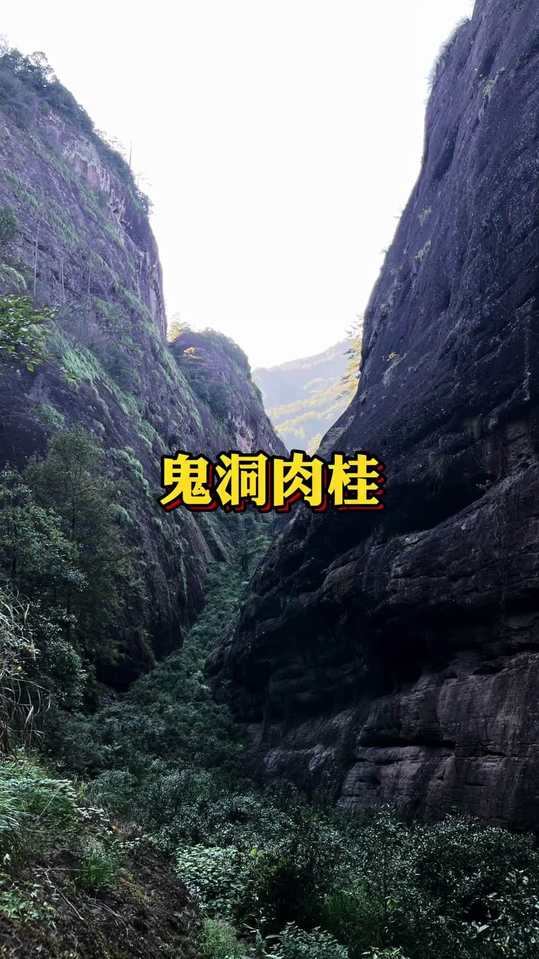 内鬼洞肉桂 喝茶那点事