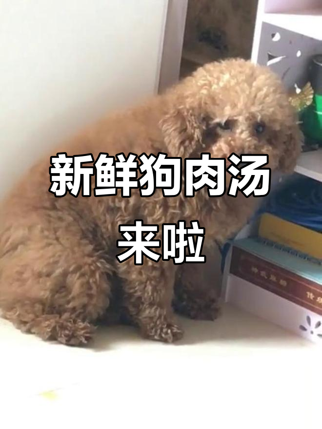 狗肉汤新鲜炖，语音放起吓坏你