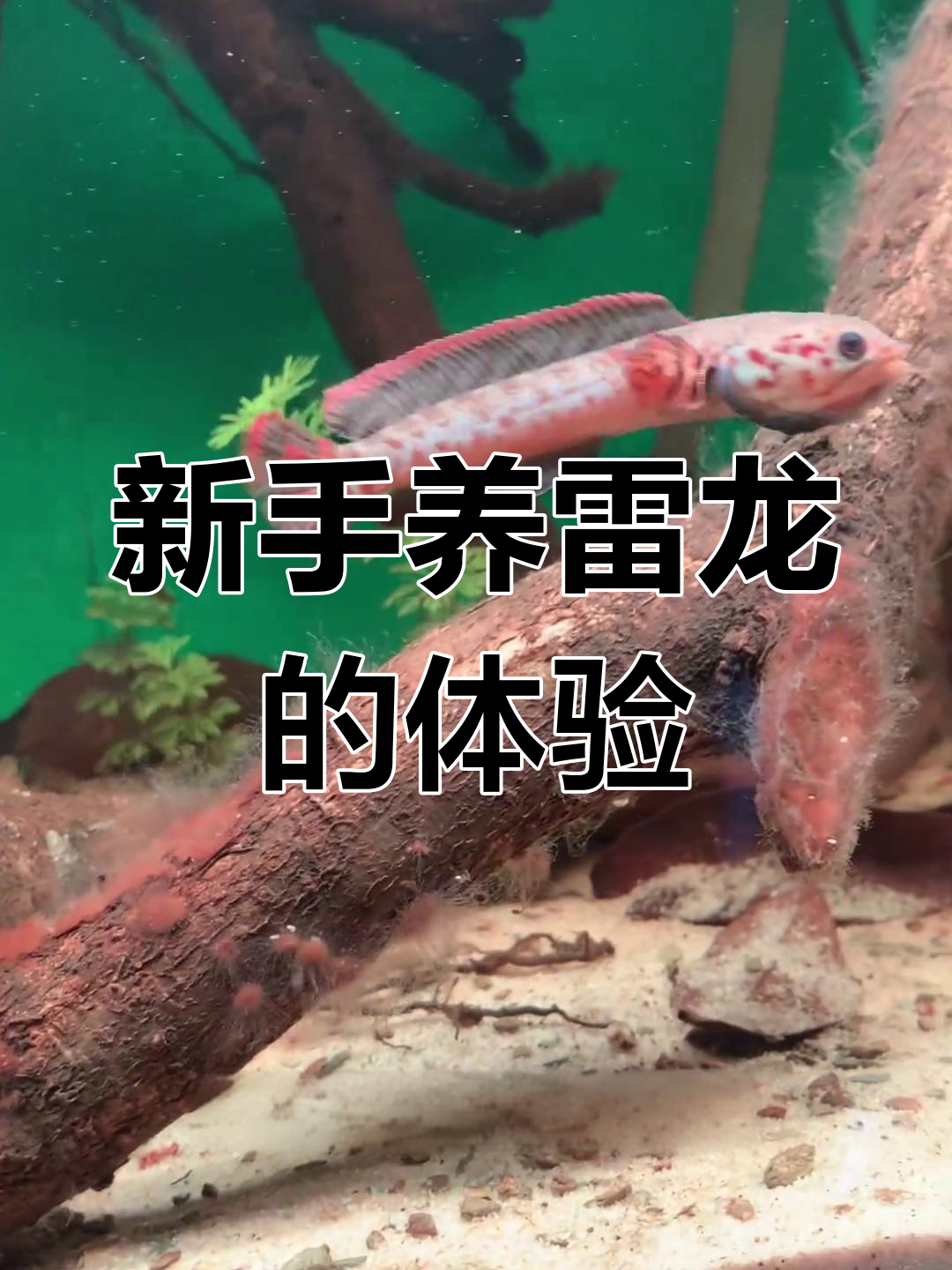 入手第二只雷龙,轻松上手,趴缸时间短,适合新手