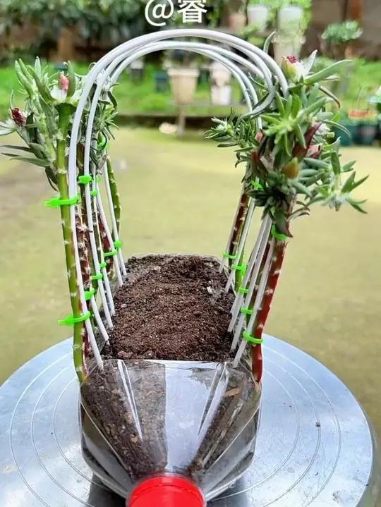 太阳花拱门造型!#废物利用#自制花盆#种植小技巧 #一起养花