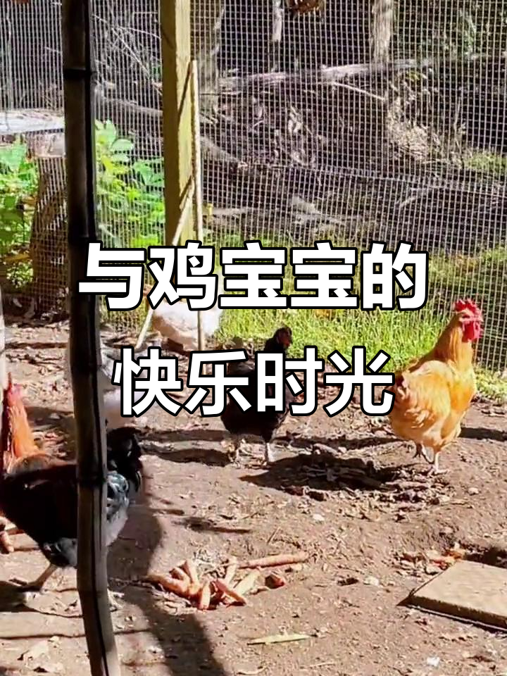 每天与鸡宝宝们共度欢乐时光，看着它们自由自在真让人开心