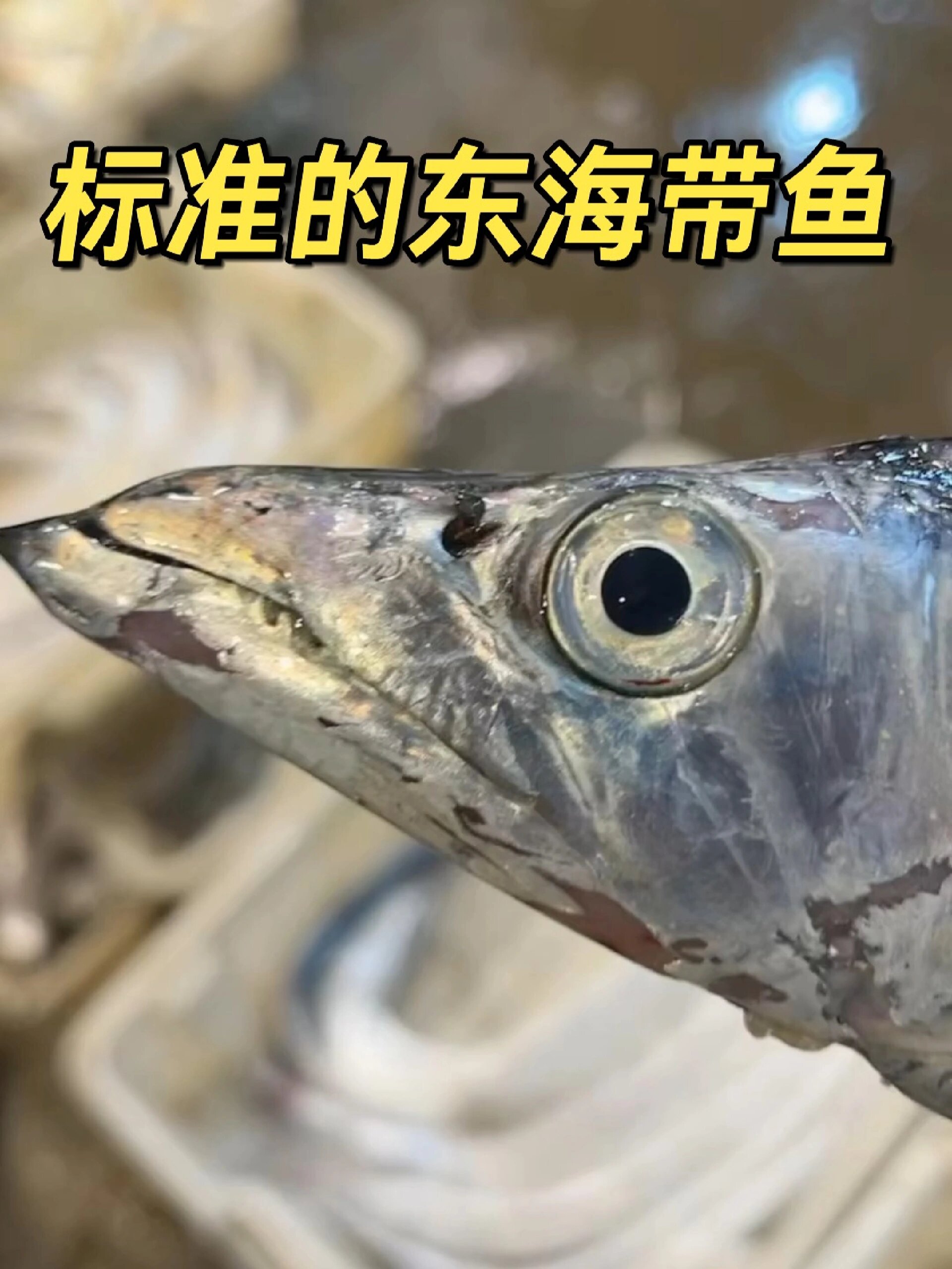 标准东海带鱼三大特点,别再买错了