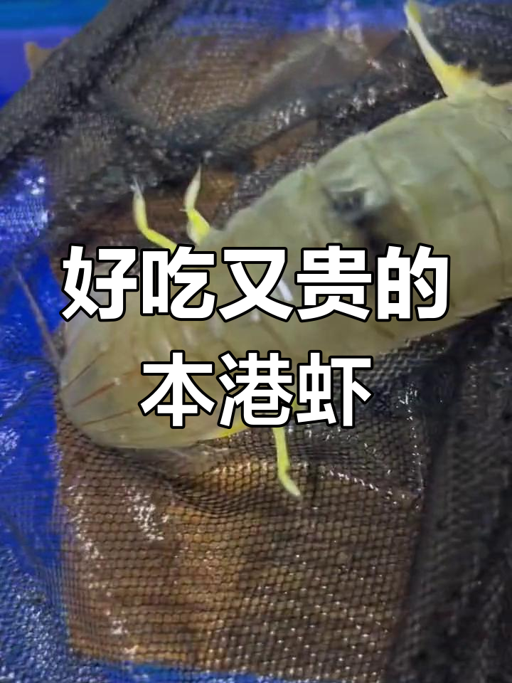 本港黑斑口虾蛄,口感鲜美