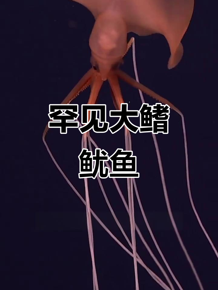 大鳍鱿鱼,神秘而罕见的海洋生物