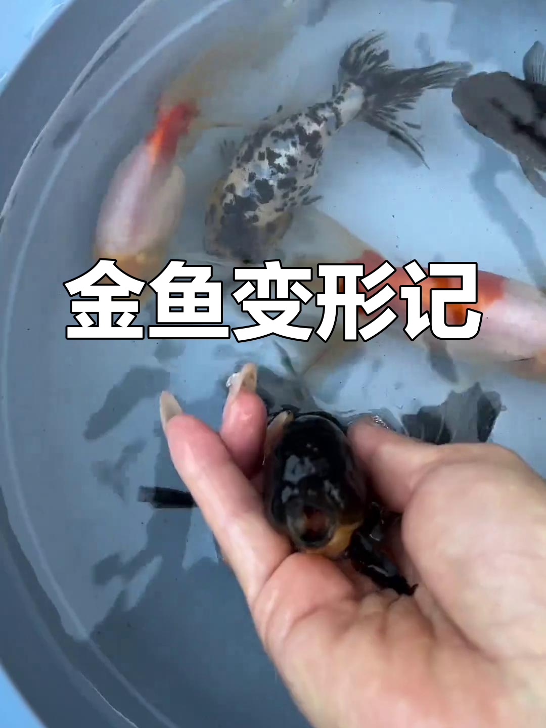 原本期待精品金鱼,结果长大却成了畸形,真是大失所望