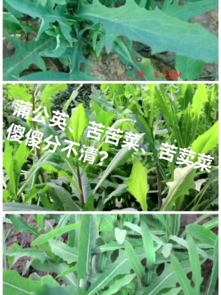 蒲公英、苦苦菜、苦荬菜傻傻分不清?