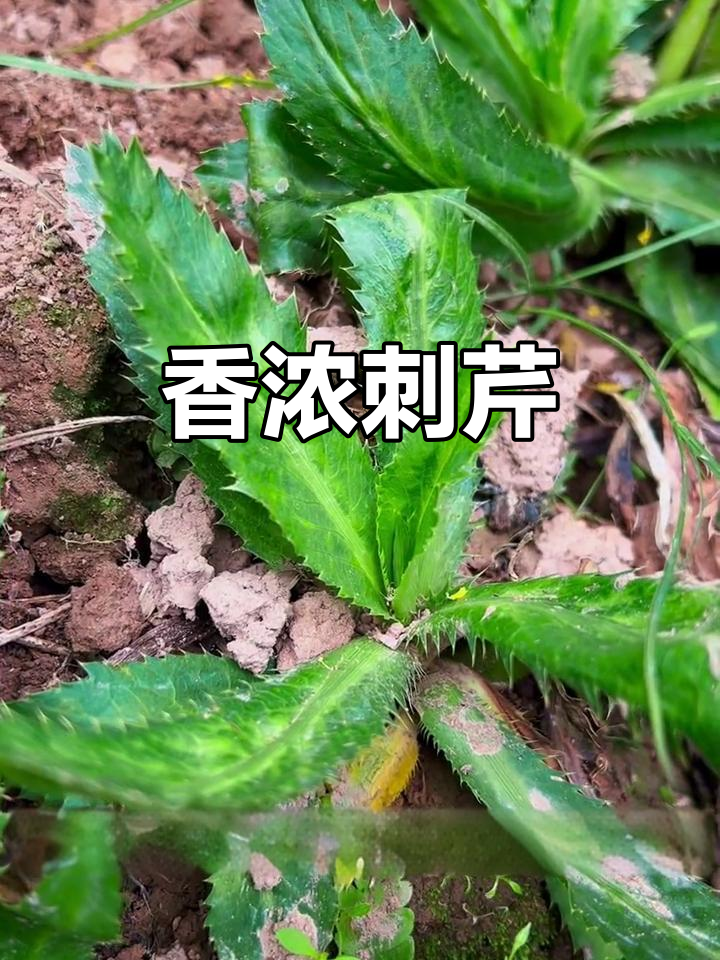 刺芹香气扑鼻,尖叶如针,独特风味令人陶醉
