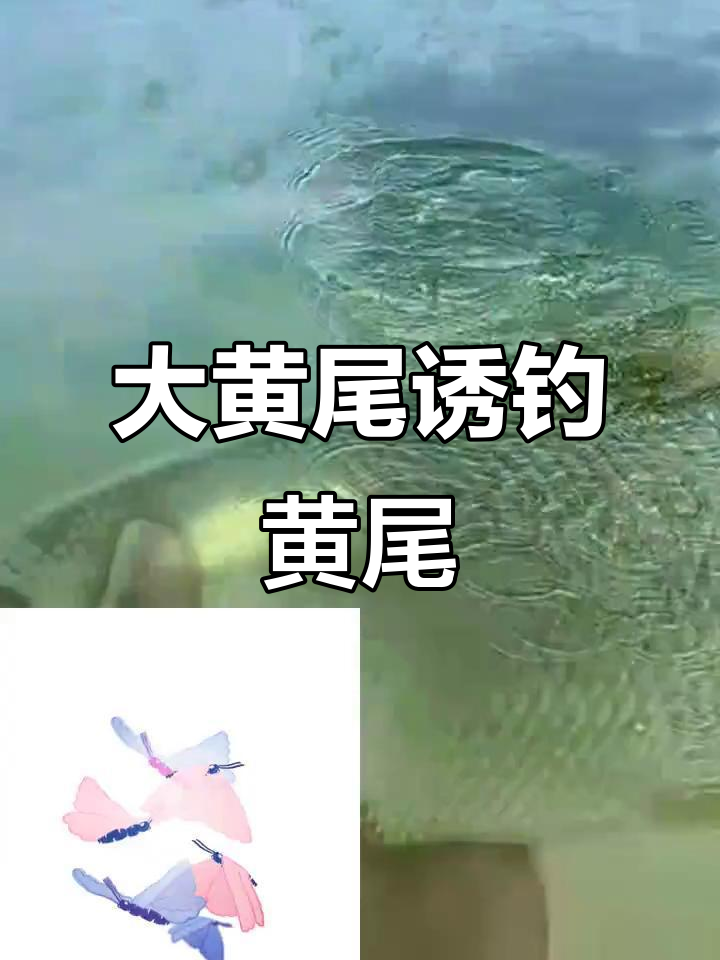 黄尾鱼钓季来临,大黄尾饵料助你轻松爆护