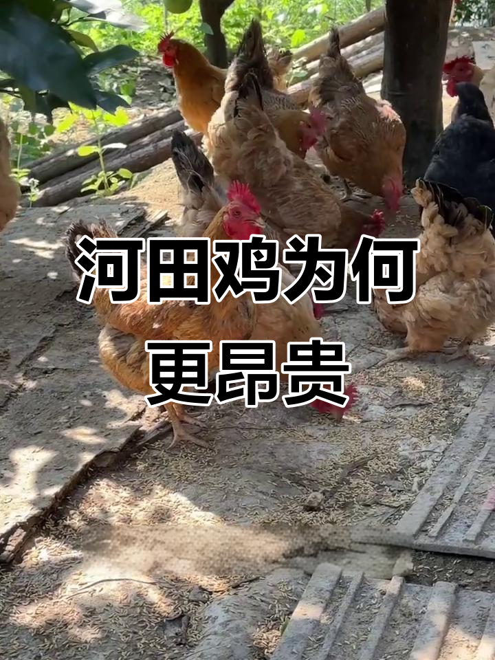 为什么河田鸡比普通鸡肉贵?揭秘背后的原因