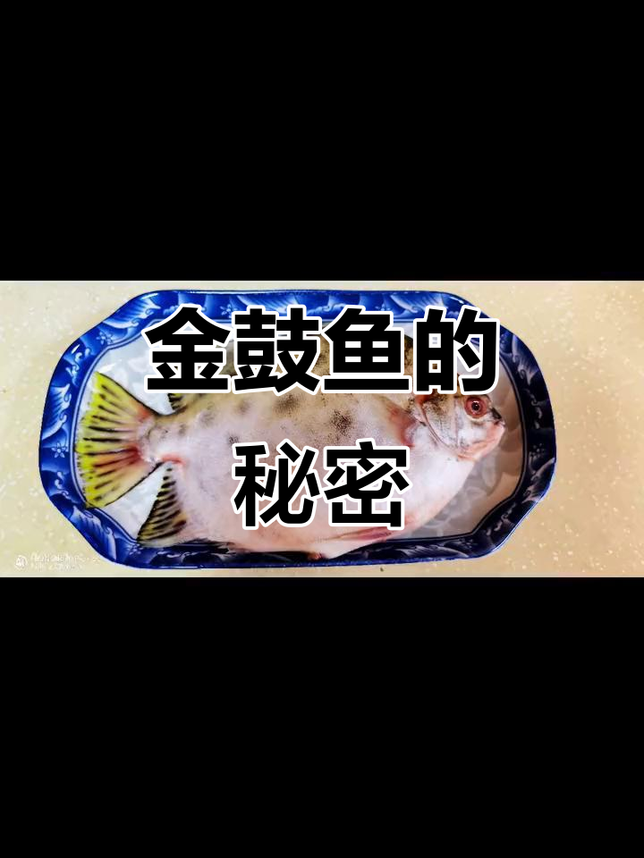 原来这种鱼叫金鼓,营养丰富,尝起来真是美味!