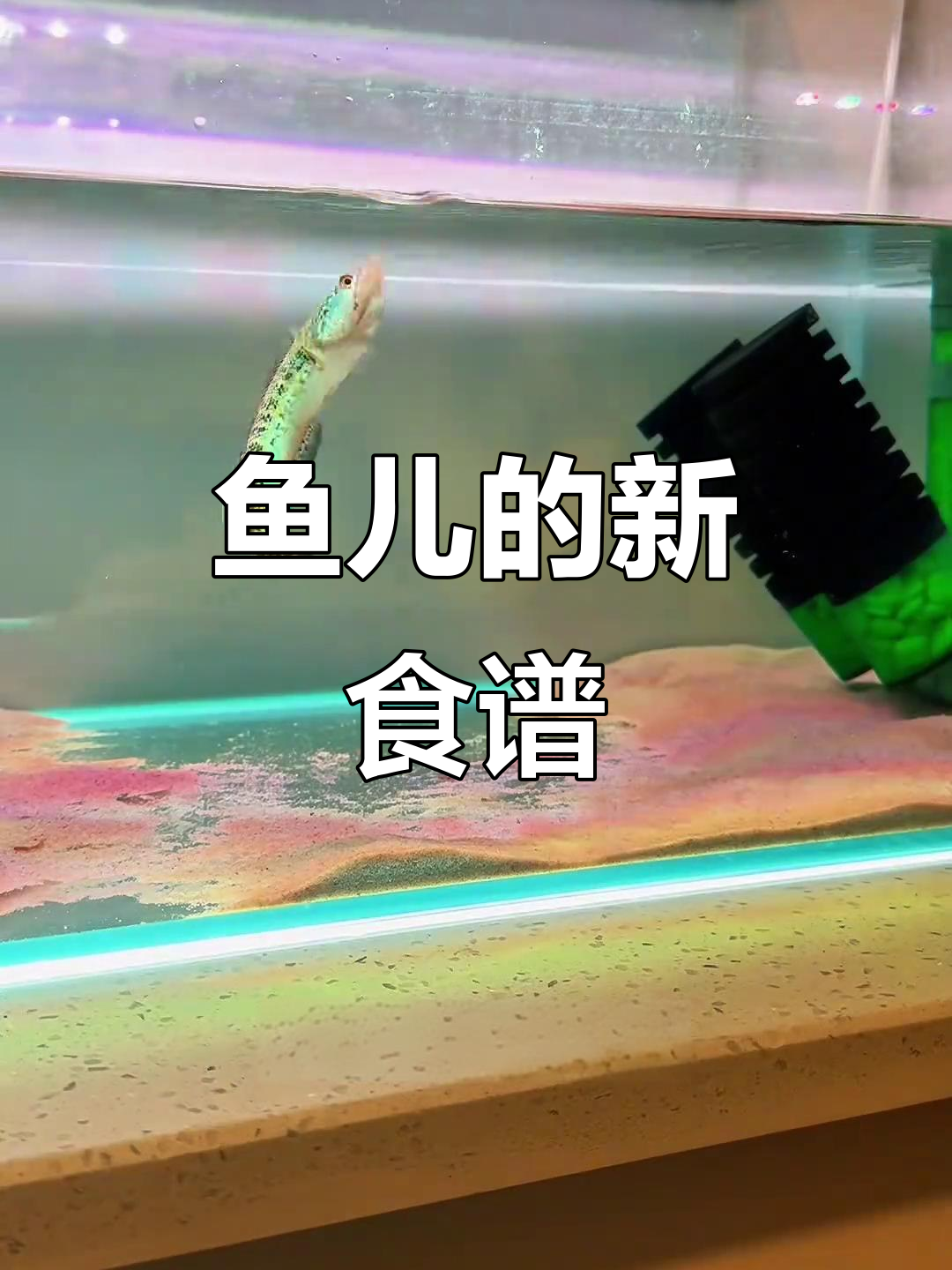黄金眼镜蛇新食谱,观察鱼儿的惊人变化!