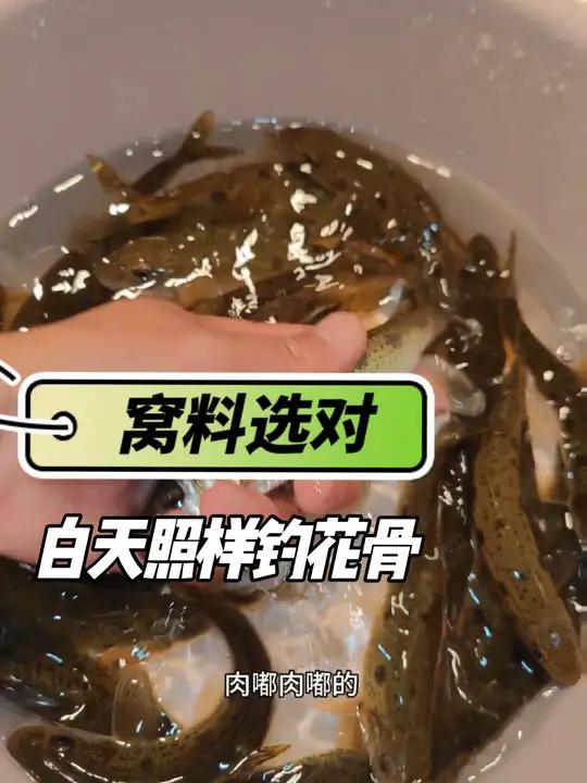 窝料选对还不够,还得配上独特的打窝技巧,那么白天照样钓花骨鱼,一款超实惠的溪流窝料推荐给大