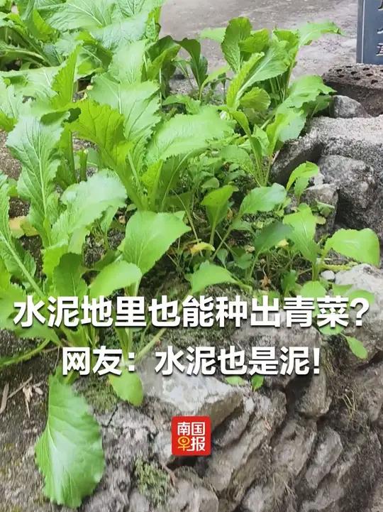 水泥地里也能种出青菜？网友：水泥也是泥！水泥地 广西 青菜 农村（来源：）