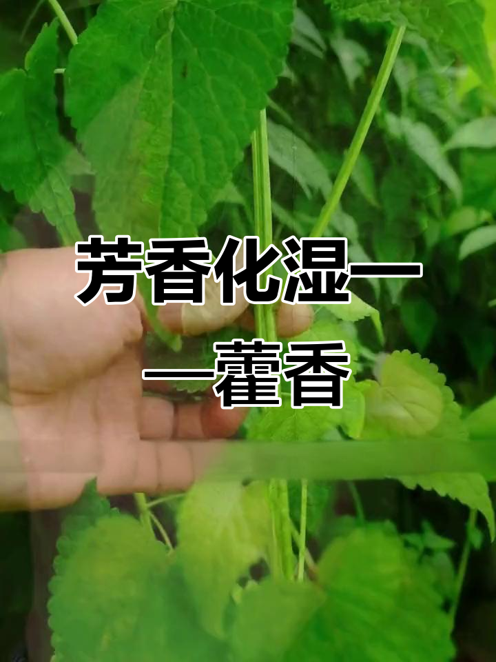藿香:香气四溢的南方植物,叶片心形独特