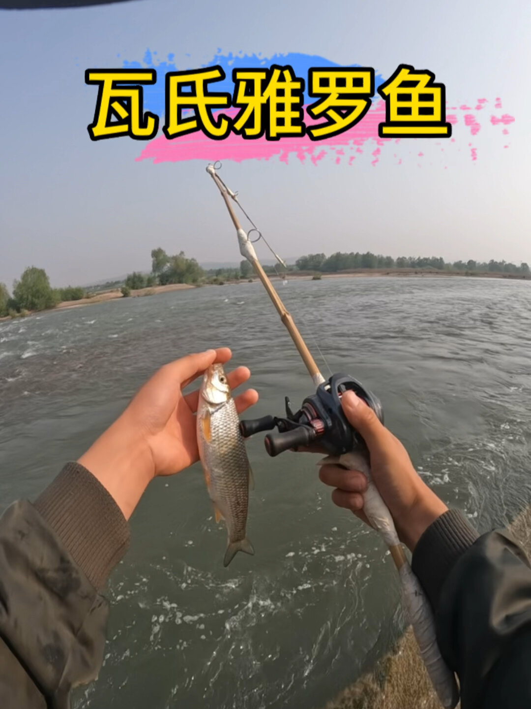 路亚瓦氏雅罗鱼