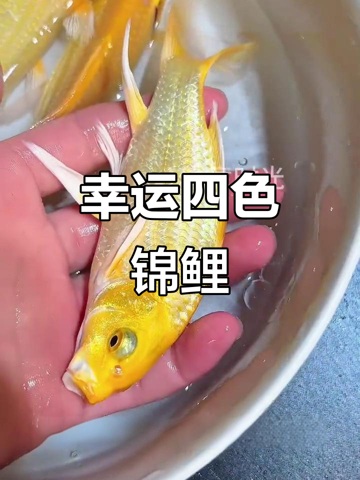 四色锦鲤,寓意吉祥,轻松饲养,带来全年好运!