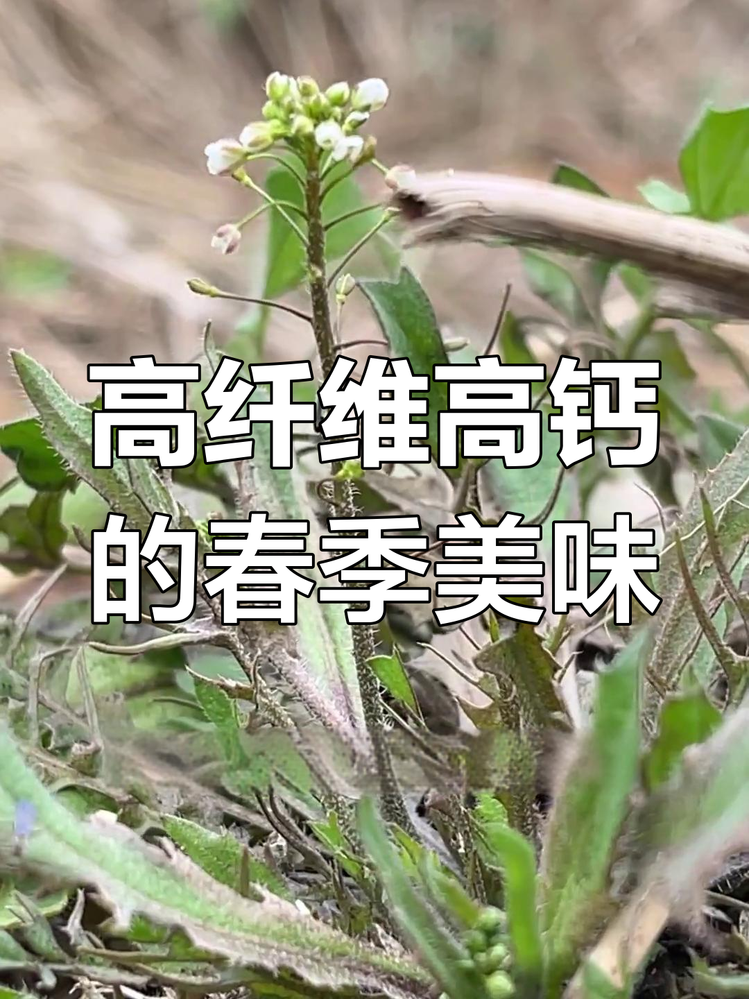 早春野菜荠菜的独特魅力