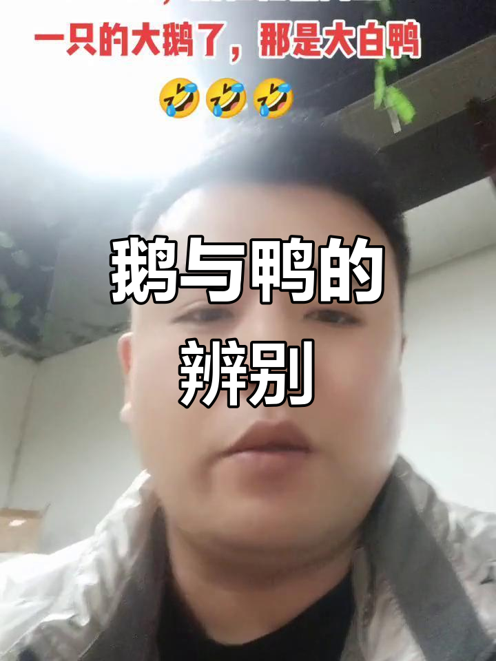鹅和鸭的区别,看完你就懂了!