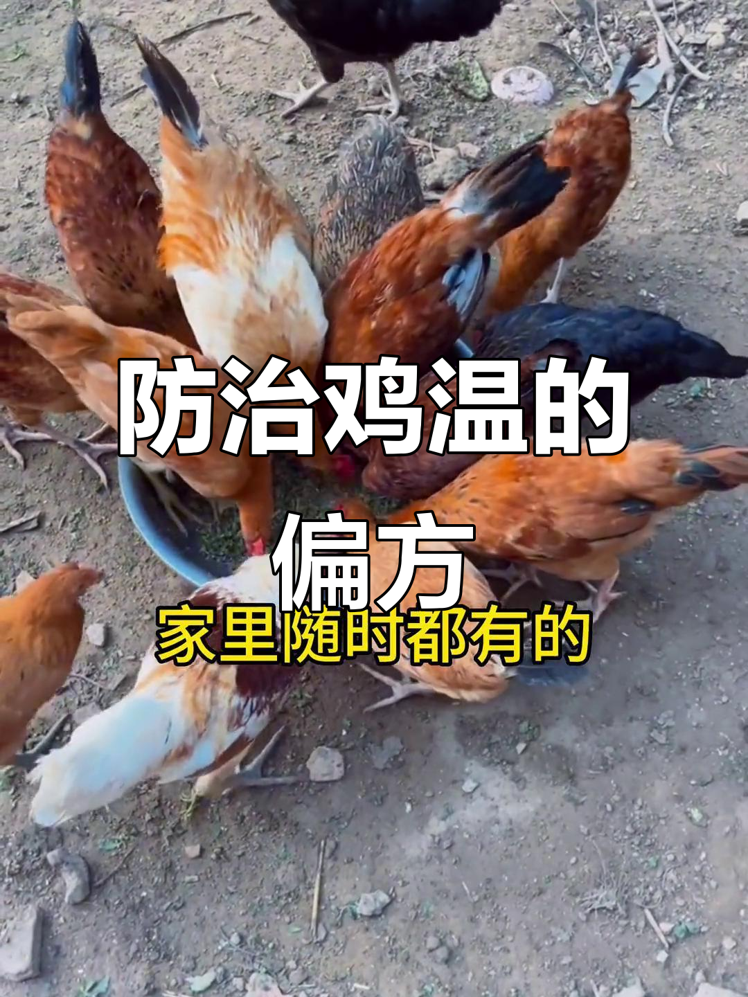 土鸡养殖小妙招:姜糖与仙人掌治疗鸡瘟,简单又有效