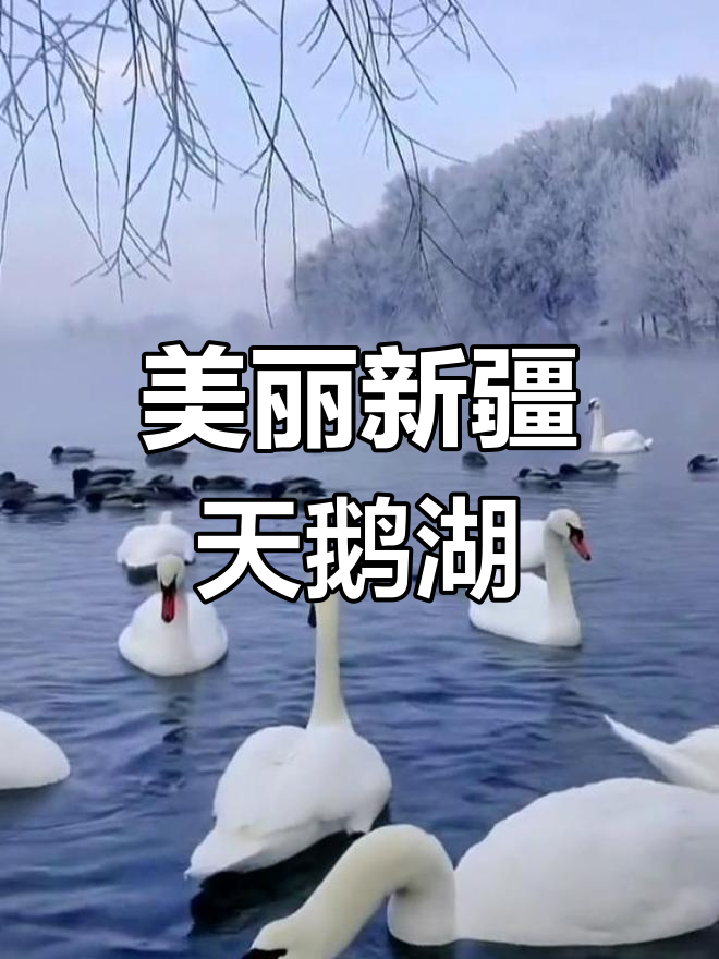 新疆伊犁天鹅湖:野生大鹅水中嬉戏,美景尽收眼底