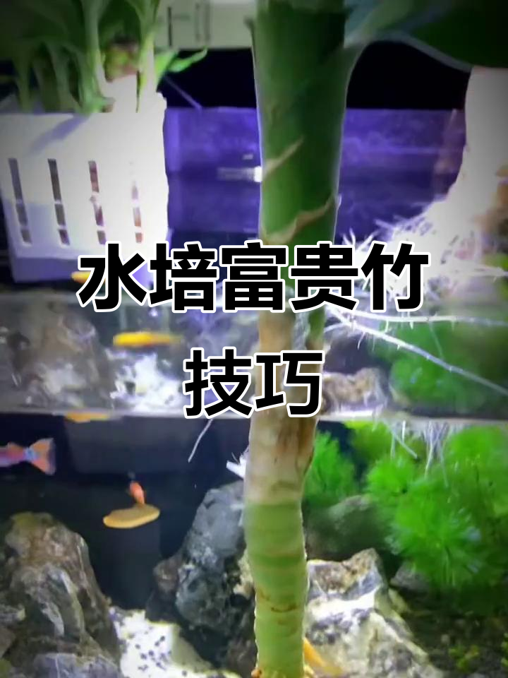 鱼缸水培富贵竹,简单又美观的绿植养护法